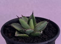 アガベ・チタノタ 魔丸（小株）-029｜agave titanota imps | Plus_