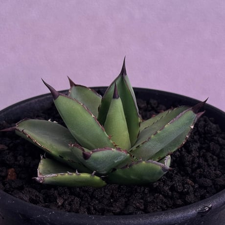 アガベ 　ハイブリット Agave Cj hybrid 甲蟹交種 PLANT - @cj20130718 #鉢植え #釉 #襤褸 #お