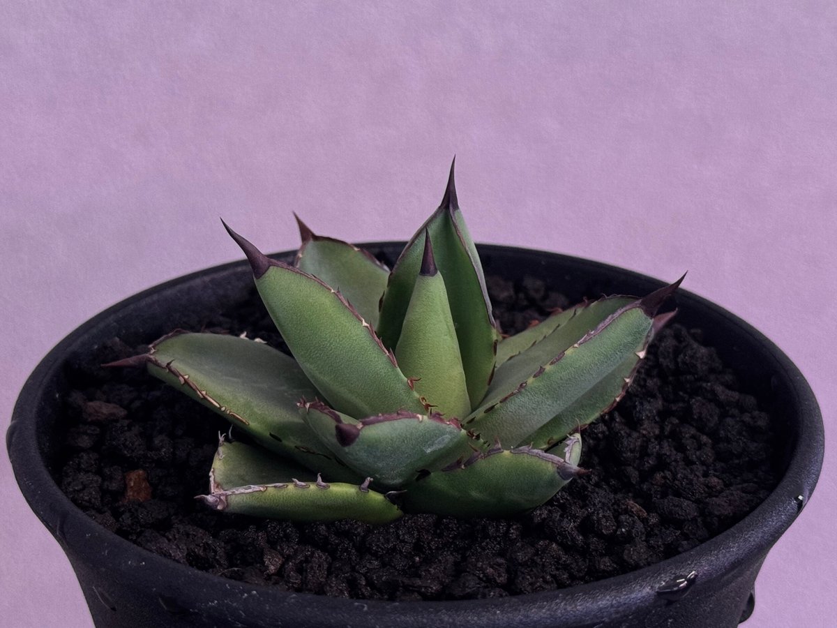 アガベ・笹の雪×イシスメンシス ハイブリッド（芽）-002｜ agave