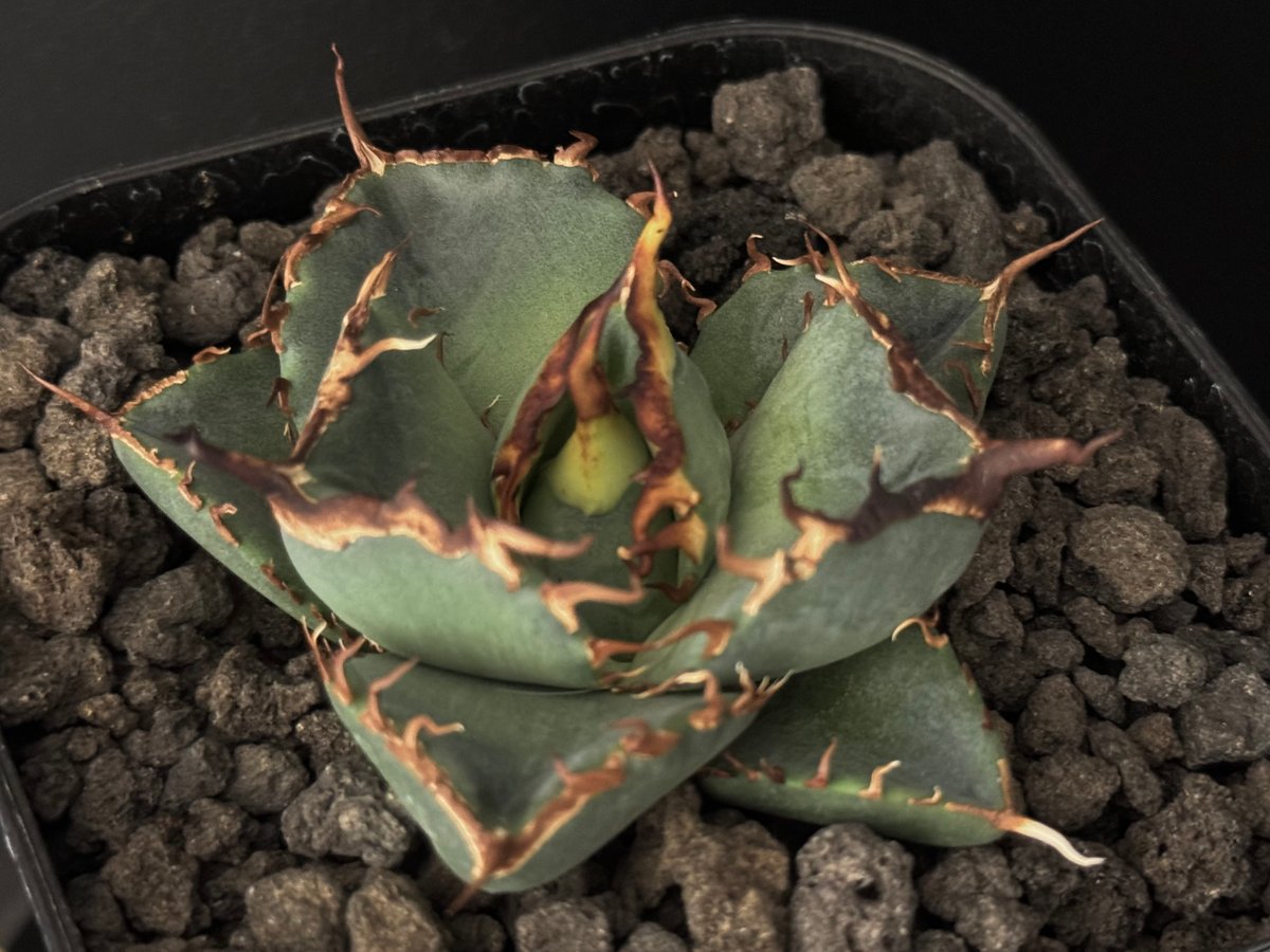 活着済　龍球会産ブツブツ株　LQH-5　オテロイ　チタノタ　ドワーフ アガベ・チタノタ LQH_木（芽）001｜agave titanota jupiter | P