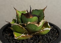 アガベ・チタノタ 鰐亀(小株)-023｜agave titanota alligator sn