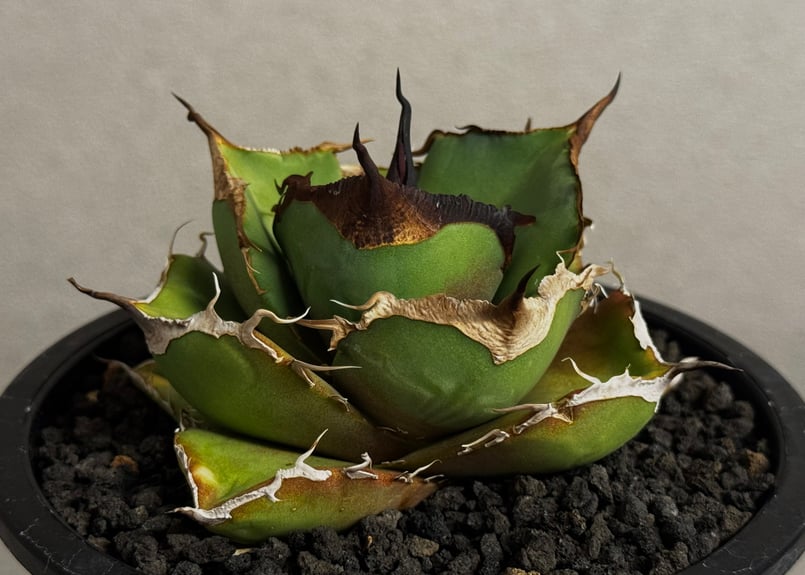 アガベ・チタノタ 黒豹（小株）-062｜agave titanota black panthe