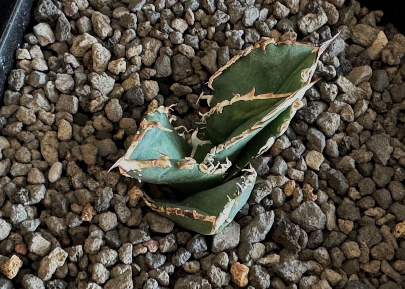 アガベ・チタノタ 巨歯鯊(芽)-001｜agave titanota megalodon |