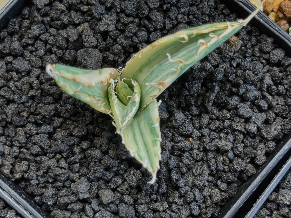 アガベ・チタノタ白鯨（縞斑）芽-004｜agave titanota white