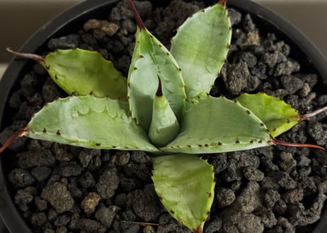 アガベ ハイブリッド・曲刺八荒雷神｜（芽／台湾Hanes）-002｜agave Potatorum×Macroacantha