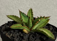 アガベ・チタノタ 緑幽霊（芽）-005｜agave titanota green ghost