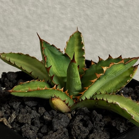 【レア種】アガベ・萬代厳龍 73.萬代厳竜(ロファンサ×チタノタHyb)/Agave lophantha×titanota hyb