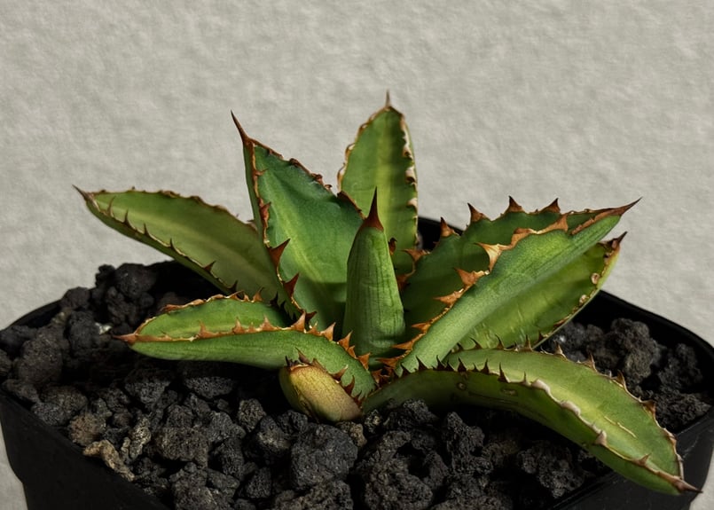 アガベ・チタノタ 萬代 X 厳竜（寛版刺/Lize血統）芽-007｜agave