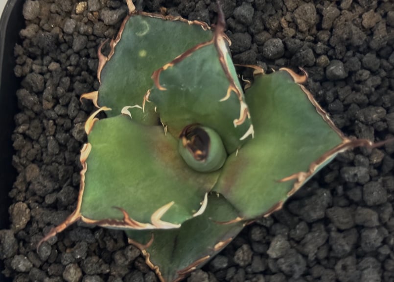 アガベ チタノタ CJ-1 ハデス アガベ・チタノタ ハデス (CJ1) 芽-001｜agave titanota CJ-1 ha