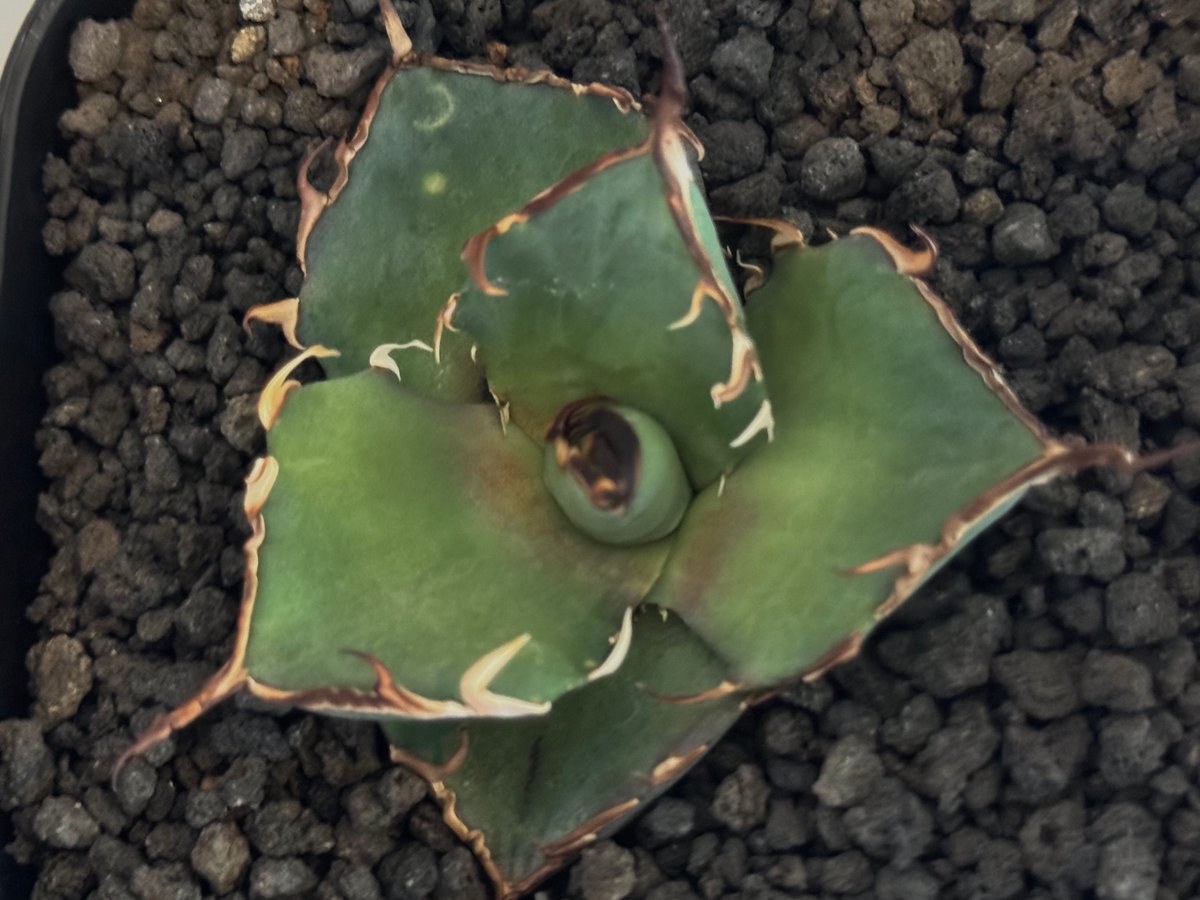 アガベ・チタノタ ハデス (CJ1) 芽-001｜agave titanota CJ-1 ha