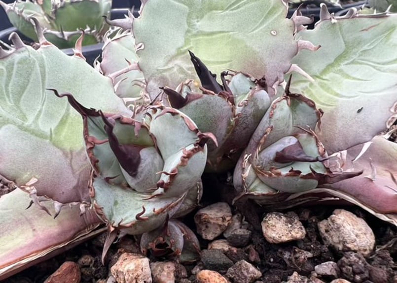 アガベ・チタノタブルー選抜/ナンバーレスβ（芽）-002｜agave