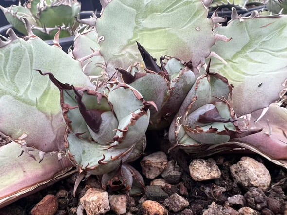 アガベ・チタノタブルー選抜/ナンバーレスβ（芽）-002｜agave