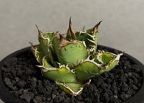 アガベ・チタノタ 圓葉拇指(フィリグリー)_ボールタイプ小-003｜agave