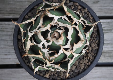 アガベ・チタノタ白鯨（ボールタイプ）中-069｜agave titanota white whale