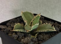 アガベ・チタノタ 姫厳竜白中斑（小株）-001｜agave titanota