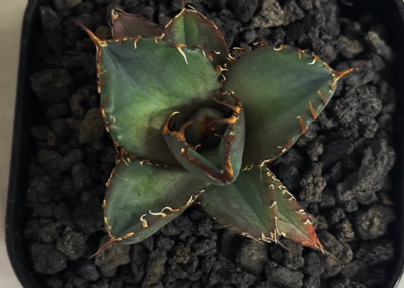 アガベ・チタノタ LQH_木（芽）007｜agave titanota jupiter | P
