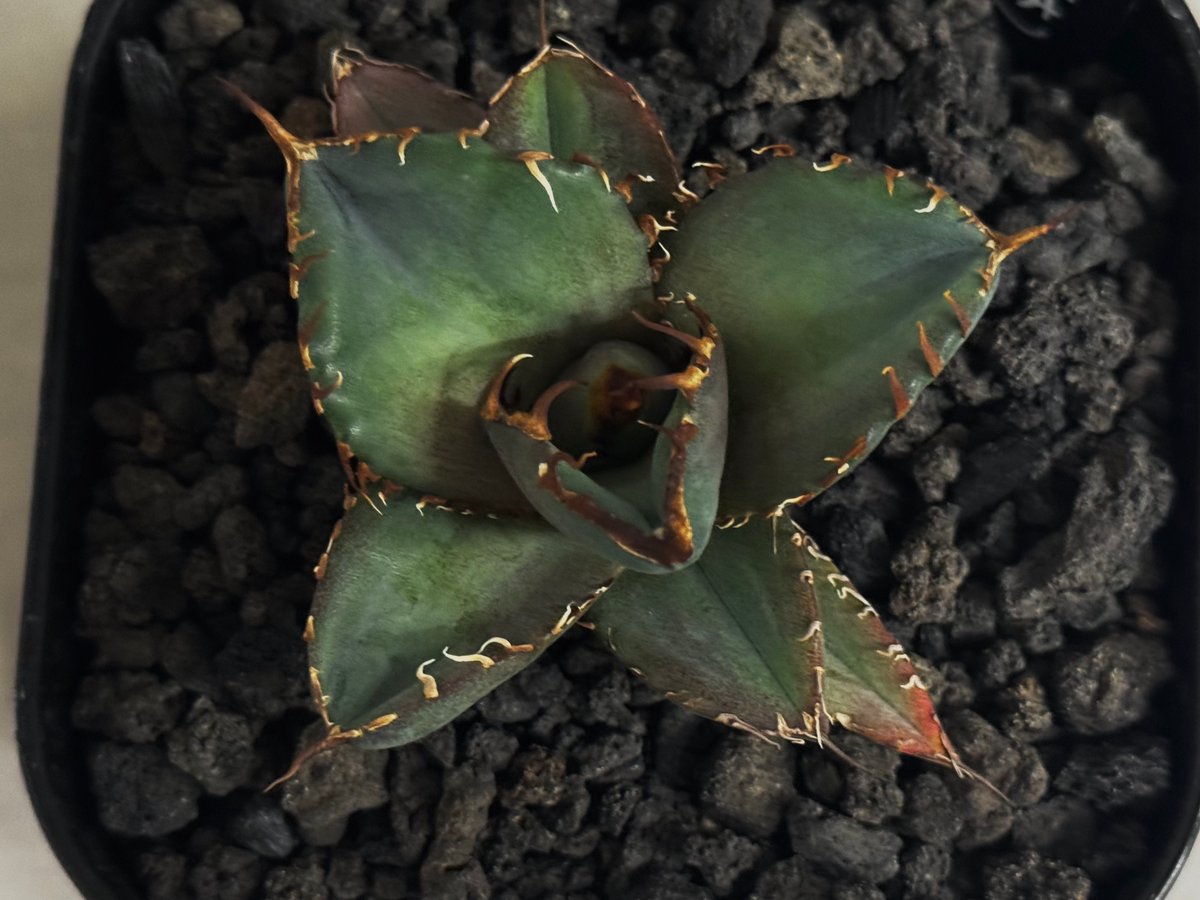 アガベ・チタノタ LQH_木（芽）007｜agave titanota jupiter | P