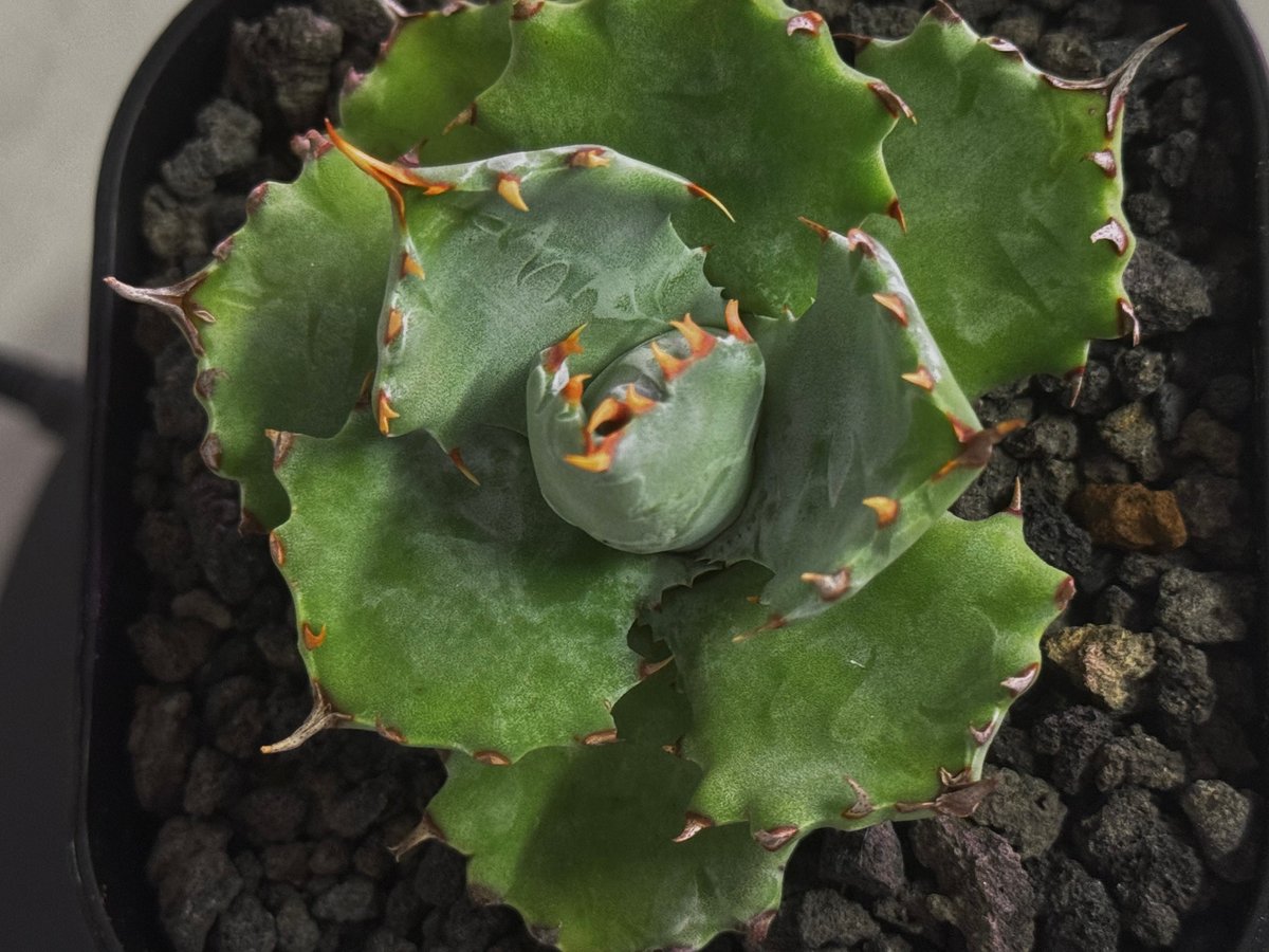 アガベ　姫蠍蟹 アガベ・姫蠍蟹 (小株)-001｜Agave gypsophila x isthmensis