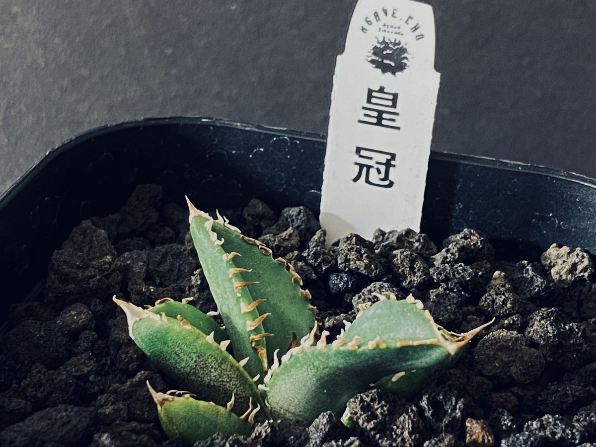 アガベ・チタノタ 皇冠-001｜agave Crown | Plus_Plants STORE