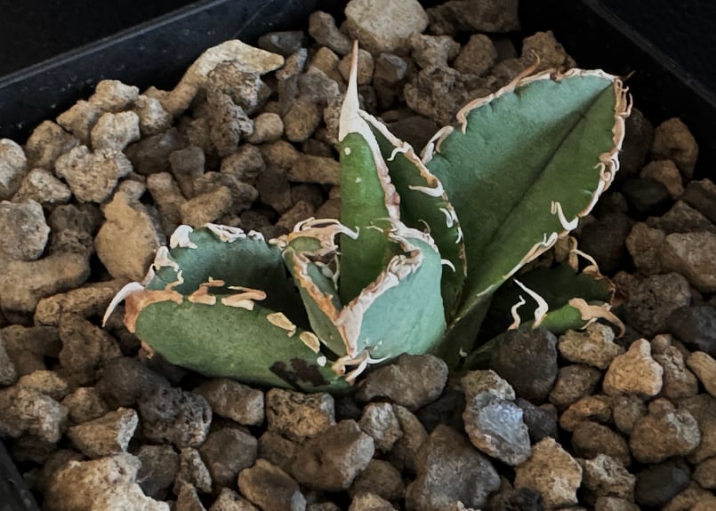 アガベ・チタノタ 隕石(ミーティアライト)-009|agave titanota アガベ・チタノタ 隕石(ミーティアライト)-009|agave titanota