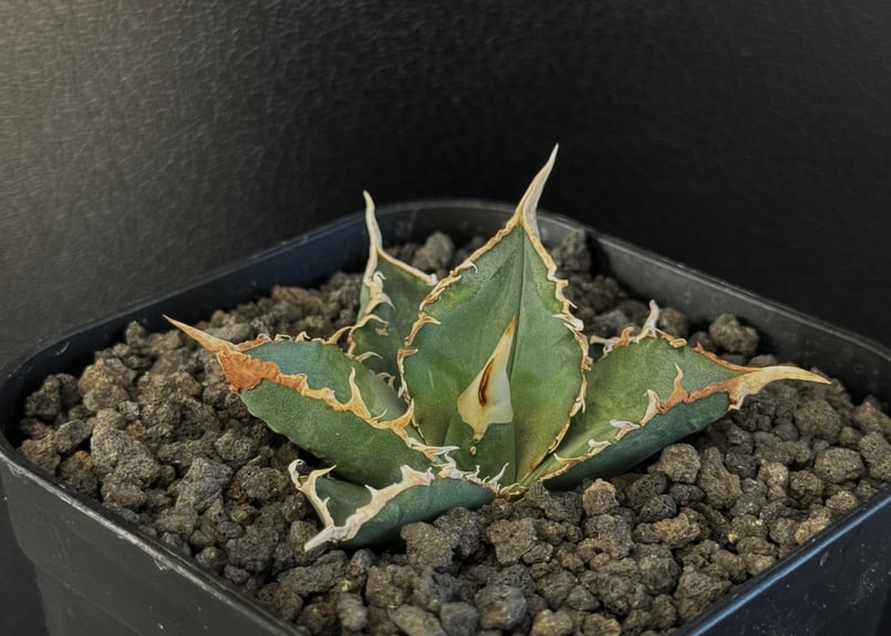 アガベオテロイ　緑幽霊 アガベ チタノタ 緑幽霊 アガベオテロイ 緑幽霊 アガベ チタノタ 緑