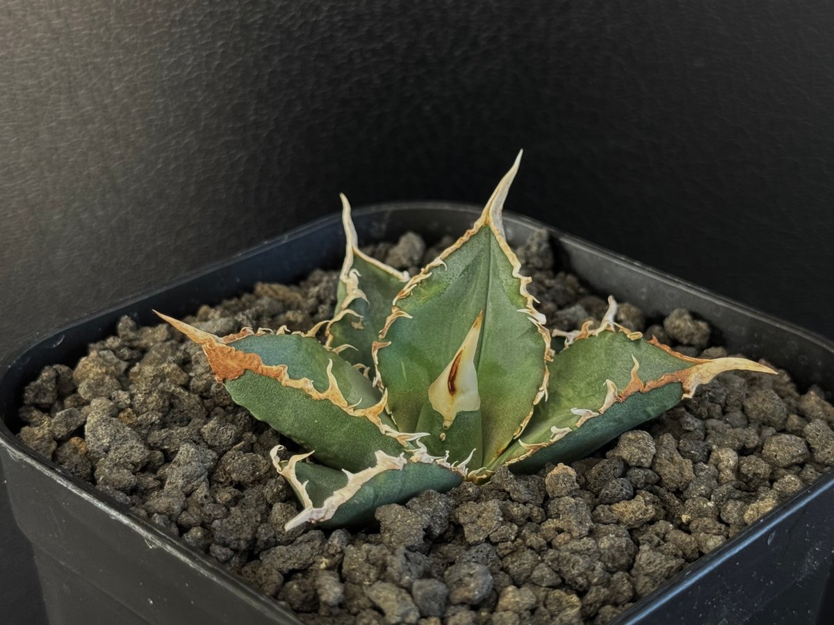 アガベ・チタノタ 緑幽霊（芽）-006｜agave titanota green