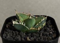 アガベ・チタノタ 星空/台湾agave cho産（芽）-004｜agave titanota
