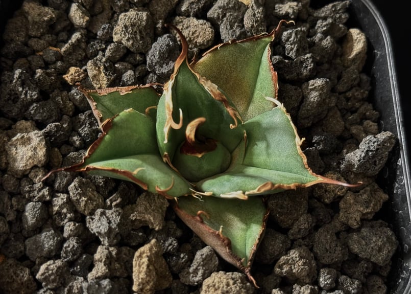 アガベ・チタノタ 黒豹（芽）-050｜agave titanota black panther