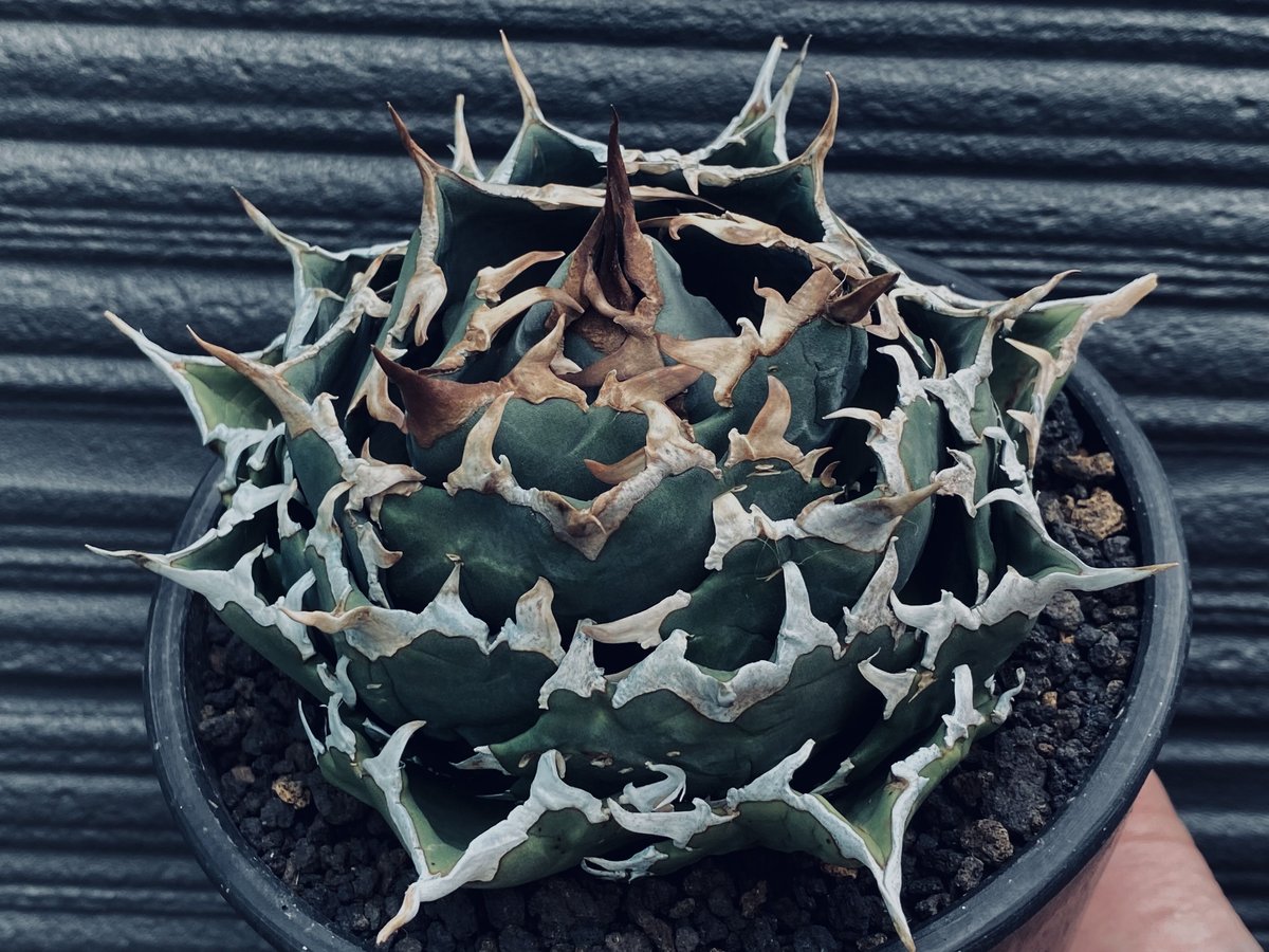 アガベ・チタノタ 夕映厳竜-008|agave titanota Solar Eclipse アガベ・チタノタ 夕映厳竜-008|agave titanota Solar Eclipse