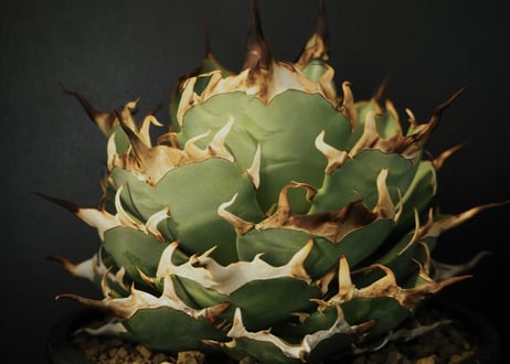 CATEGORY Titanota Hades|黒帝斯/恐竜牙歯 | Plus_Plants CATEGORY Titanota Hades|黒帝斯/恐竜牙歯 | Plus_Plants