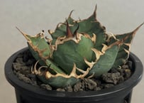 アガベ・チタノタ 大白鯊（芽）-001｜agave titanota 大白鯊 | Plus_P