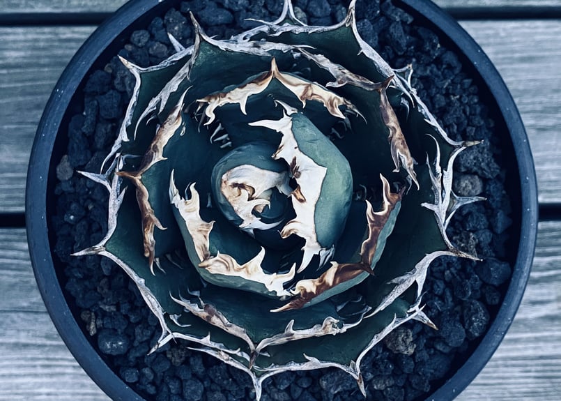 アガベ・チタノタ 烈焔（ボールタイプ）大-015｜agave titanota