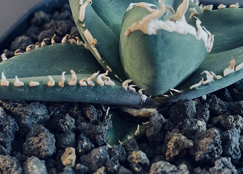 アガベ・チタノタ 狼人(芽)-013|agave titanota were wolf | P アガベ・チタノタ 狼人(芽)-013|agave titanota were wolf | P