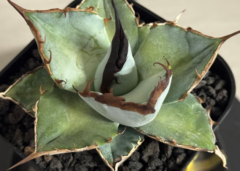 特価 agave titanota Neptune アガベ チタノタ Titanota Neptune #agave #agavetitanota #titanota #アガベホリダ