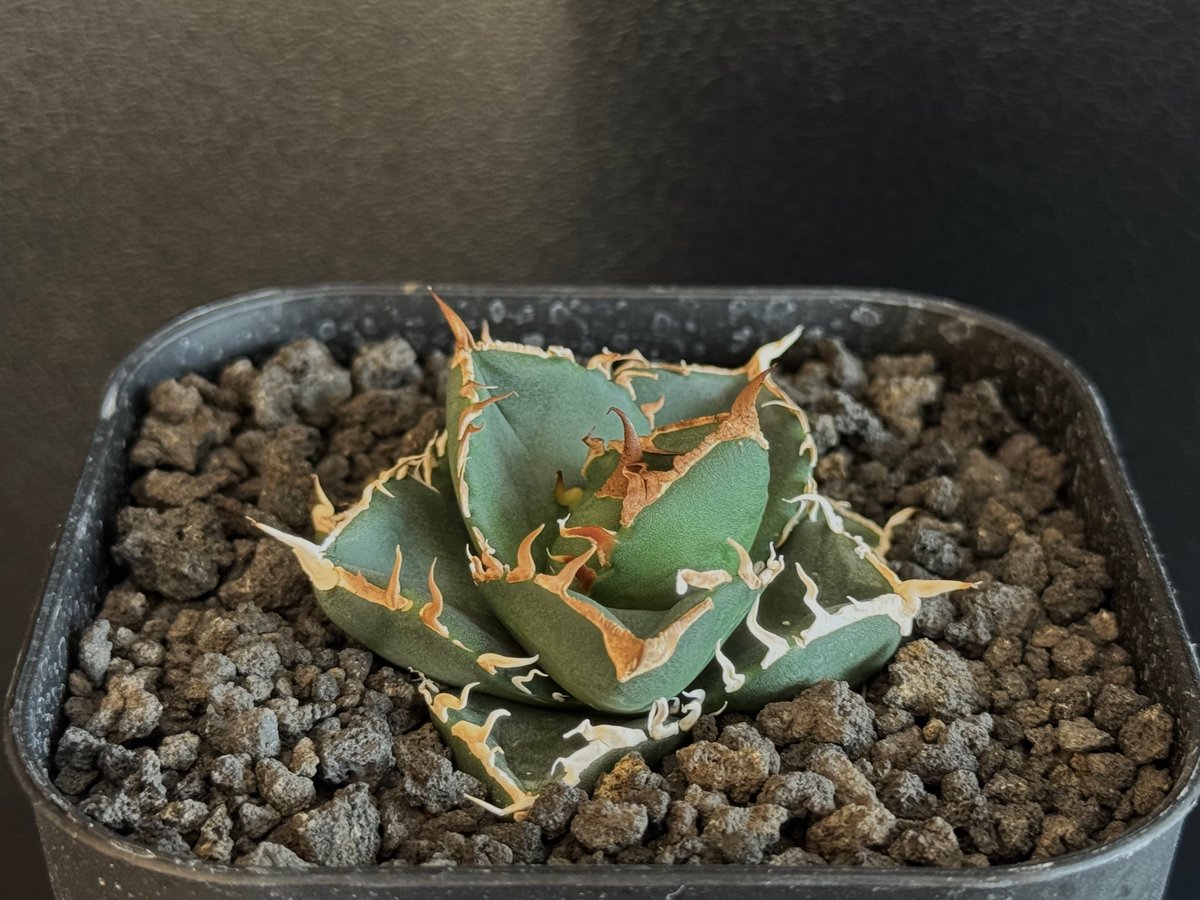 立可白/SAD(芽)-036|agave titanota south african dia 立可白/SAD(芽)-036|agave titanota south african dia