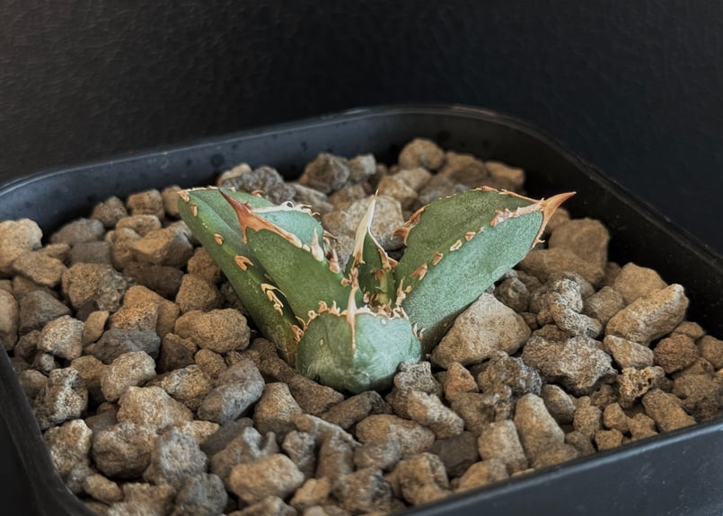 アガベチタノタ　鰐亀 アガベ・チタノタ 鰐亀（芽）-031｜agave titanota alligator sna