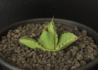 アガベ・チタノタ 流星(台湾Lize産)-001｜agave titanota Meteor