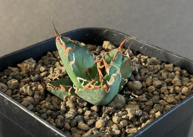 アガベ＊シーザー親株 lize 【RAFLUM育成株】アガベ チタノタ