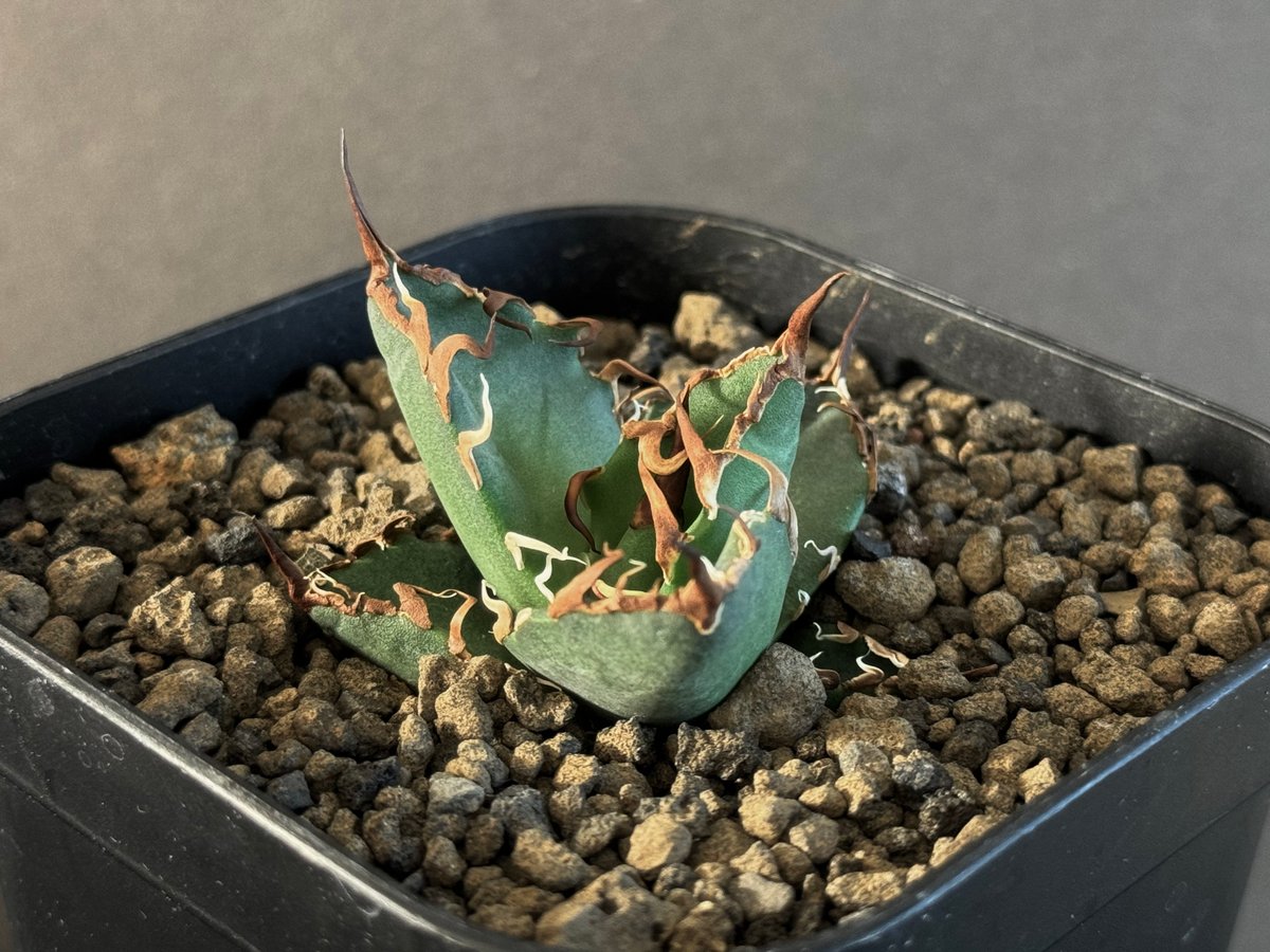 アガベ・チタノタ シーザー/CJ血統（凱撒）芽-012｜agave titanota caes