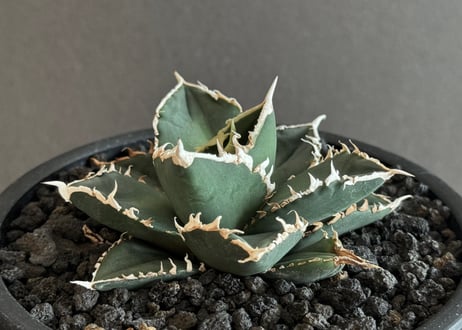 CATEGORY Titanota werewolf｜狼人 | Plus_Plants STORE