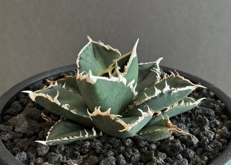 アガベ・チタノタ 狼人（芽）-026｜agave titanota were wolf | P
