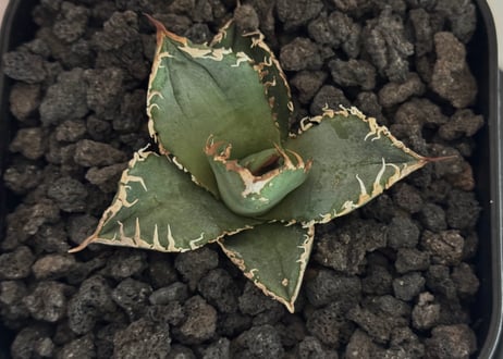 アガベ・チタノタ　蒼龍(芽)-006｜agave titanota blue dragon