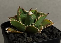 アガベ・チタノタ 巨歯鯊(芽)-004｜agave titanota megalodon |