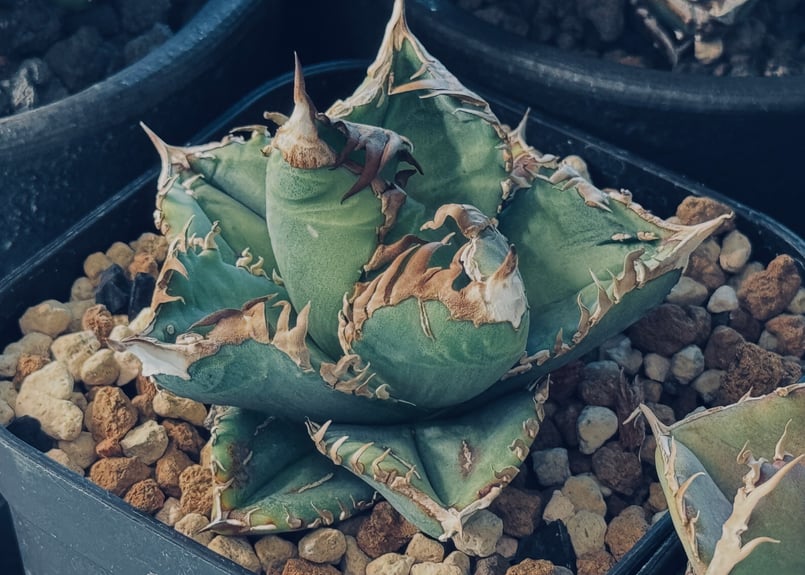 【コレクション株】アガベ　チタノタ　皇冠　クラウン　Lize産　子株 アガベ 皇冠 子株①販売 LIZE血統 コレクション株】アガベ