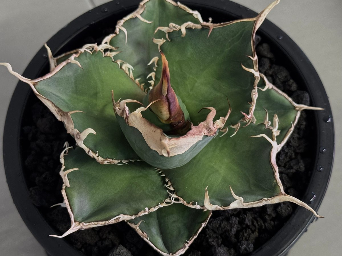 アガベ オテロイ Green Ghost 緑幽霊 大株出品 アガベ 緑幽霊 Green ghost 親株 子株 チタノタ オテロイ 大株 - メルカリ