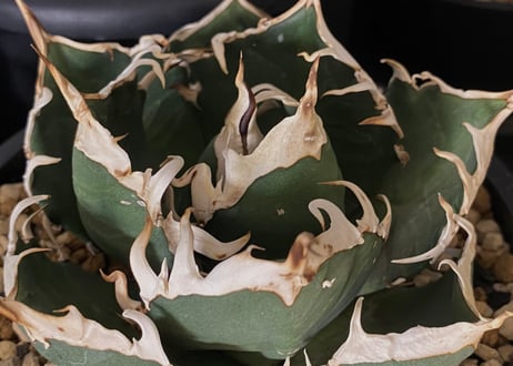 アガベ・チタノタ 鬼爪(芽/大)-006｜agave titanota ghost claw