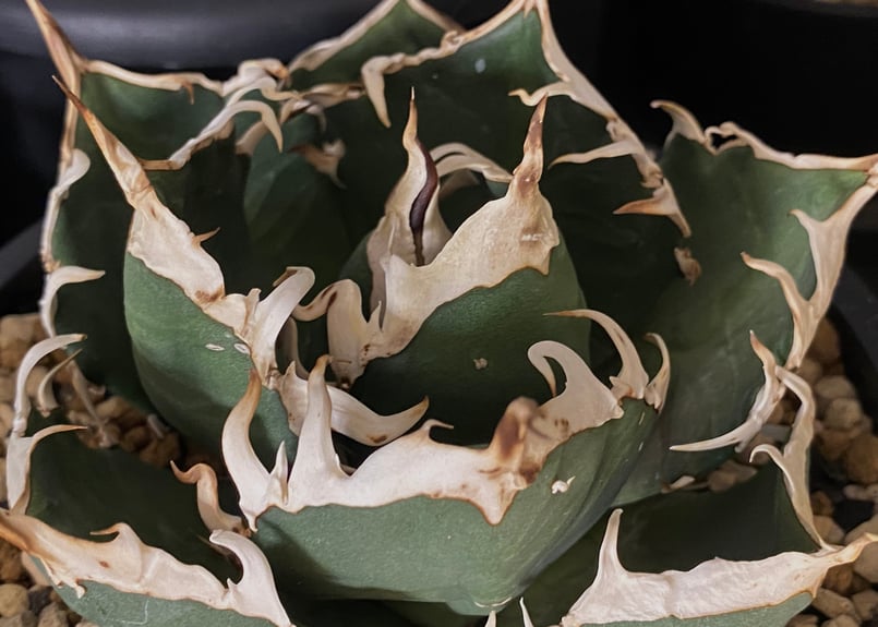 アガベ・チタノタ 鬼爪 小株-004|agave titanota ghost claw | アガベ・チタノタ 鬼爪 小株-004|agave titanota ghost claw |
