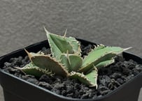 アガベ　チタノタ　オテロイ　fo076 極上親株 アガベ・チタノタ FO076/オテロイ(芽)005｜agave titanota FO-076