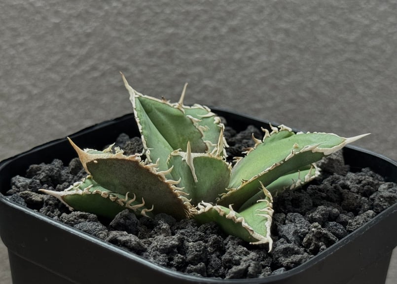 アガベ・チタノタ 白毫刺（芽）-017｜agave titanota | Plus_Plant