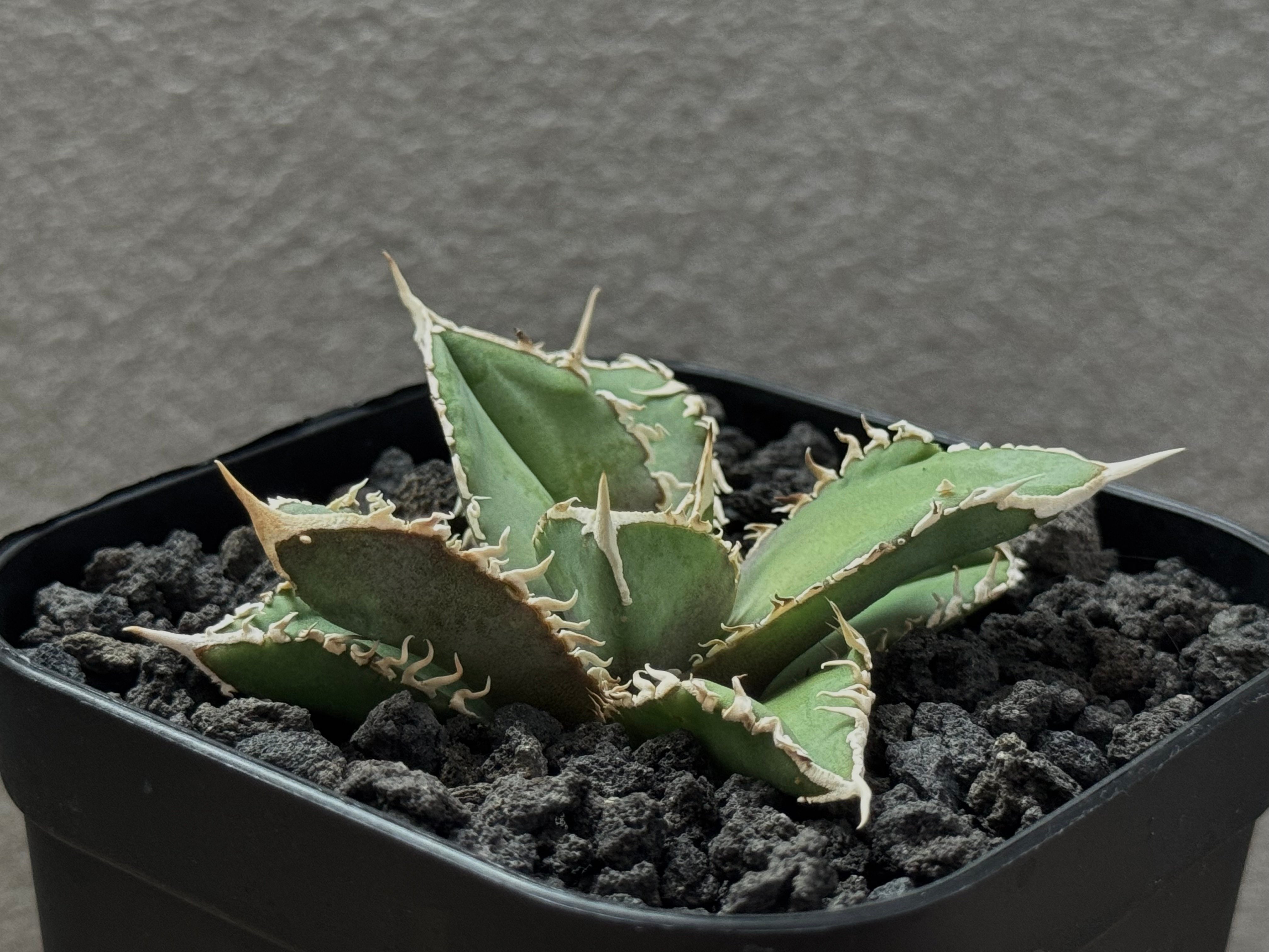 アガベ・チタノタ 白毫刺（芽）-017｜agave titanota | Plus_Plant